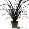 Phormium 'Platts Black' Flax 3Ltr Pot