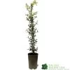 Ceanothus 'Lemon And Lime' Plant 3Ltr Pot -Green Garden Shop 5019801003108