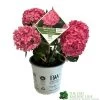 Hydrangea 'Sweet Cupcake' 5Ltr Pot -Green Garden Shop 5019801013367