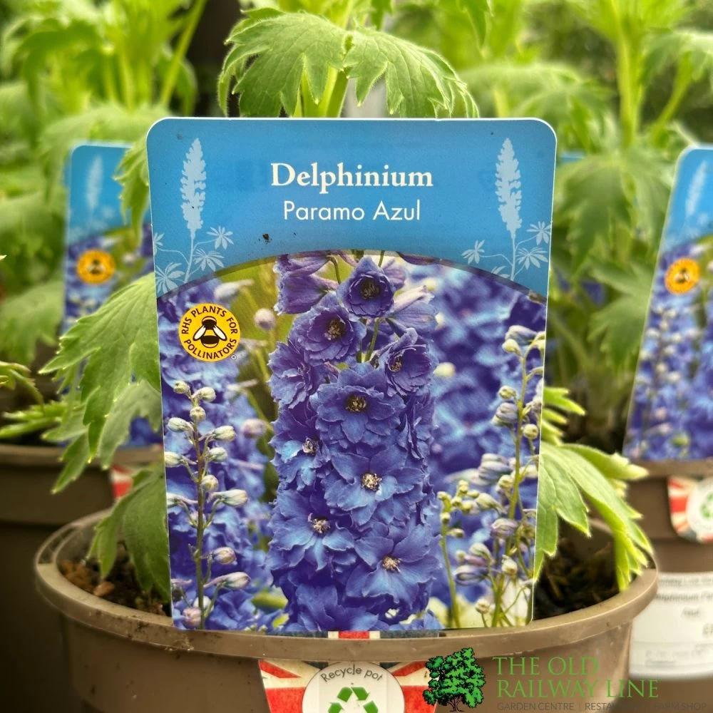 Delphinium Paramo 'Azul' 2Ltr Pot 3 Delphinium Paramo 'Azul' 2Ltr Pot