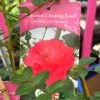 Red Miniature Climbing Rose 'Onwards & Upwards' 3Ltr Pot -Green Garden Shop 5019801016566