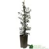 Ceanothus 'Silver Surprise' Plant 3Ltr Pot 1 Ceanothus 'Silver Surprise' Plant 3Ltr Pot -Green Garden Shop 5019801123035