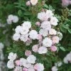 Pink Miniature Climbing Rose 'Little Rambler' 3Ltr Pot -Green Garden Shop 5019801772035
