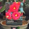 Camellia 'Adolphe Audusson' 3Ltr Pot -Green Garden Shop 5019945010024