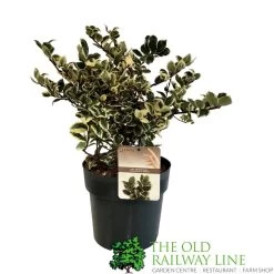 Ilex 'Casanova' 3Ltr Pot (NL)