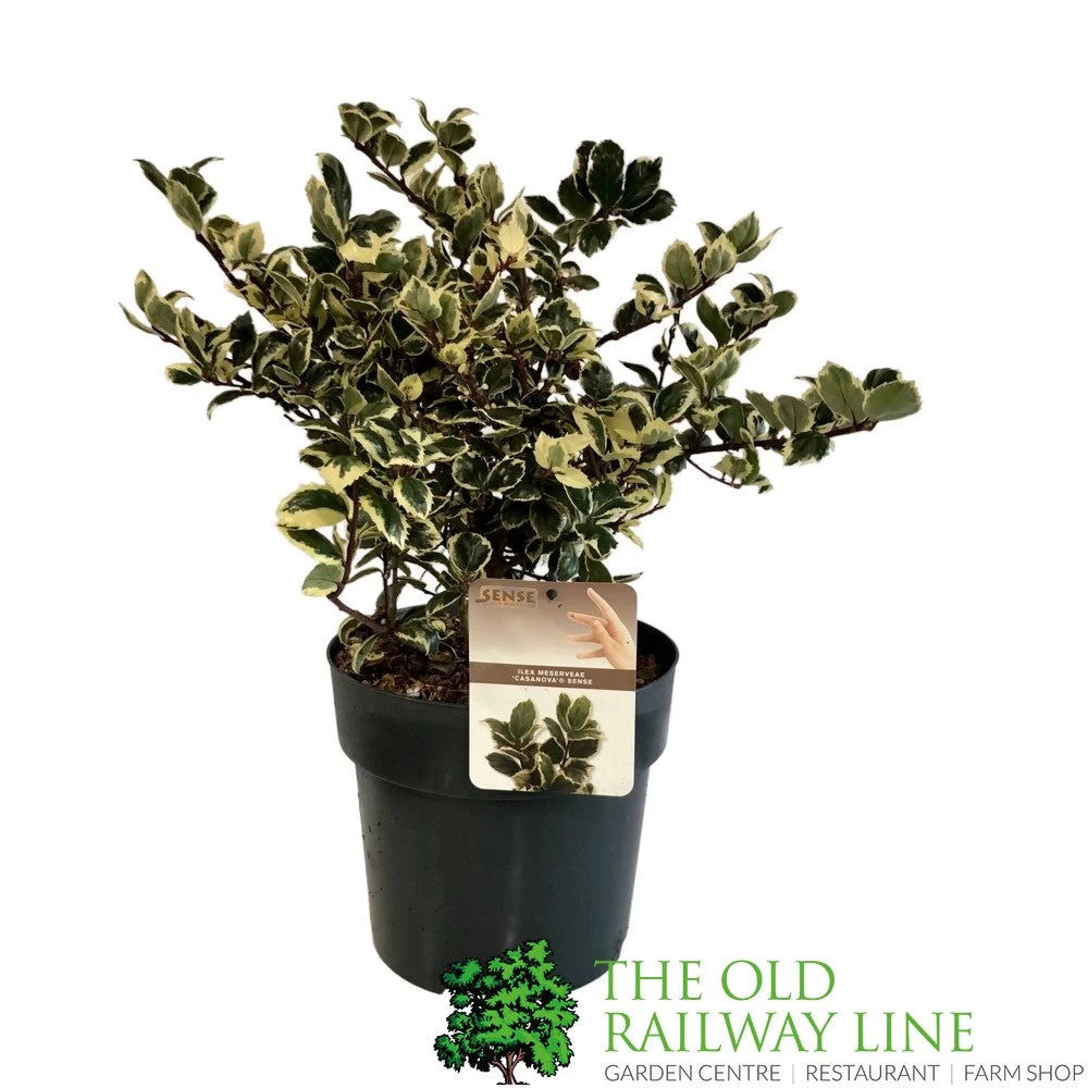 Ilex 'Casanova' 3Ltr Pot (NL) 3 Ilex 'Casanova' 3Ltr Pot (NL)