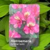 Alstroemeria 'Summer Saint' 3Ltr Pot 1 Alstroemeria 'Summer Saint' 3Ltr Pot -Green Garden Shop 5019945211988
