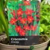 Crocosmia 'Princess' 2Ltr Pot 2 Crocosmia 'Princess' 2Ltr Pot -Green Garden Shop 5019945222243 0f0c26f5 42ea 4da3 9799 f0d9d9431cc4