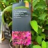 Hydrangea Paniculata 'Pinky Promise' 5Ltr Pot 1 Hydrangea Paniculata 'Pinky Promise' 5Ltr Pot -Green Garden Shop 5019945243798