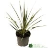 Cordyline Australis 'Sparkler' 2Ltr Pot -Green Garden Shop 5019945923324 947be49e 01a1 4c13 87e0 a29cf8292b1c