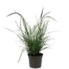 Pennisetum 'Sky Rocket' Grass 2 Ltr Pot