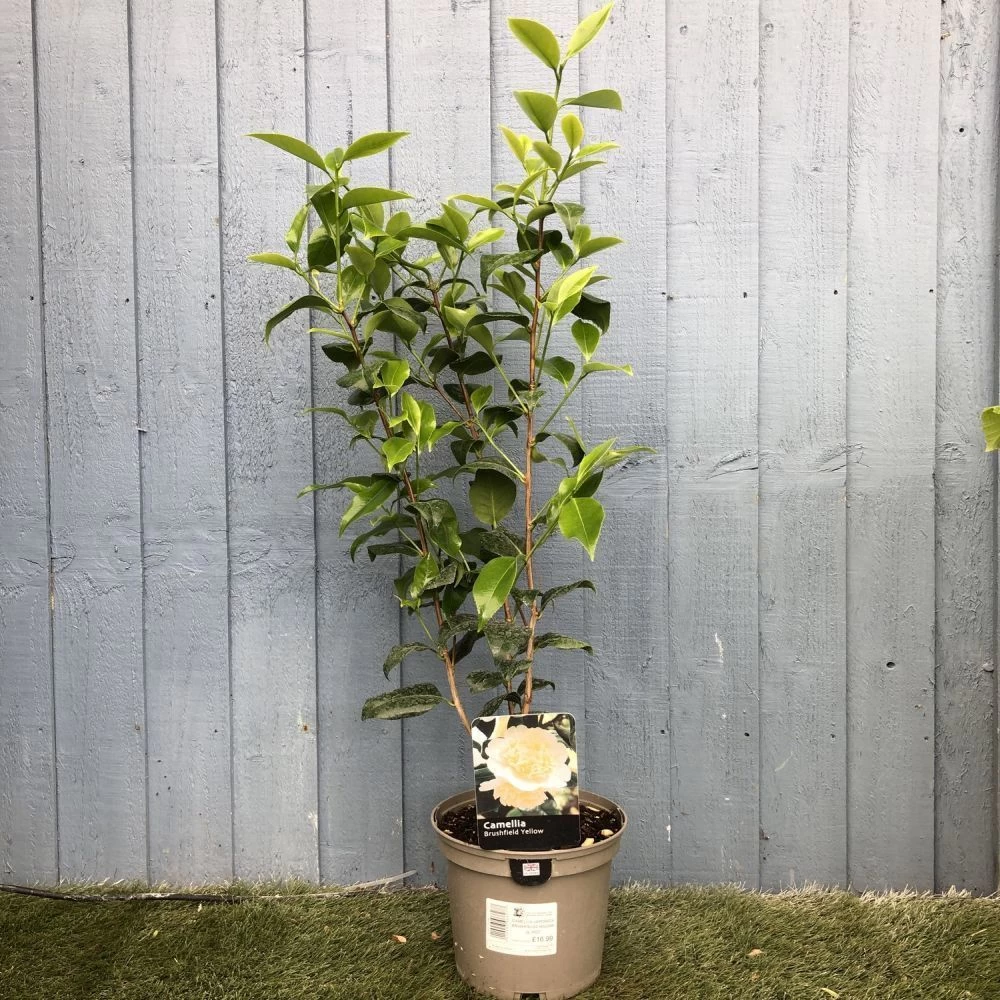 Camellia Japonica 'Brushfield's Yellow' Plant 3Ltr Pot 4 Camellia Japonica 'Brushfield's Yellow' Plant 3Ltr Pot - Image 2