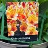 Alstroemeria 'Summer Breeze' Peruvian Lily 3Ltr Pot -Green Garden Shop 5019945985773 1961b098 bdaf 4be6 82f4 87771a5820c9