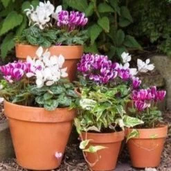 Green Garden Shop -Green Garden Shop 5021346365016 2