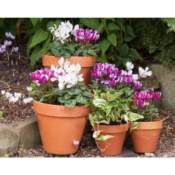 Green Garden Shop -Green Garden Shop 5021346507768 2