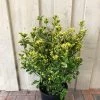 Euonymus Japonicus 'Aureus' 10Ltr Pot 2 Euonymus Japonicus 'Aureus' 10Ltr Pot -Green Garden Shop 5021768000489