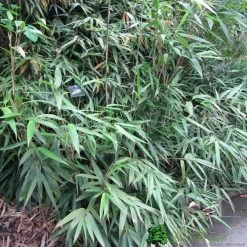 Pseudosasa Japonica Bamboo Plant 1.25m Tall (IT)