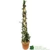 Trachelospermum Jasminoides 'Star Jasmine' Tripod Climber 120cm Tall (IT)