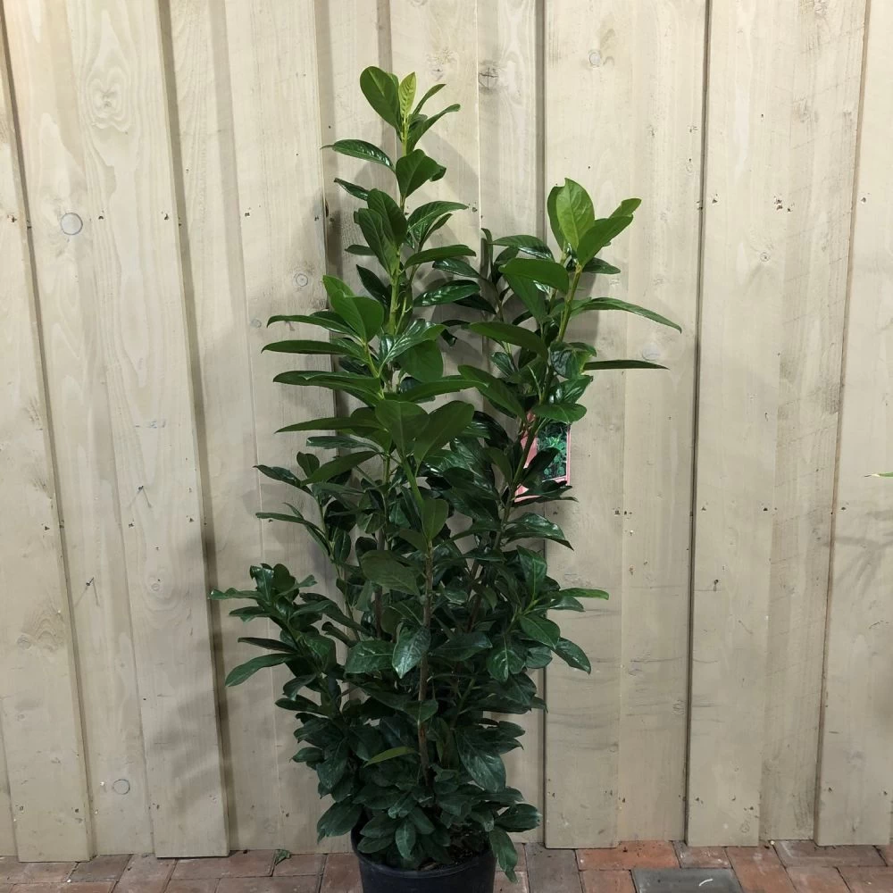 Prunus 'Novita' Common Laurel Plant 1m Tall (IT) 3 Prunus 'Novita' Common Laurel Plant 1m Tall (IT)