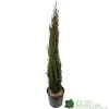 Cupressus Sempervirens 'Totem' Conifer 1m Tall (IT) -Green Garden Shop 5021768016893 b860b574 785c 4e25 adde c4dec02615ca