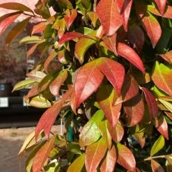 Trachelospermum Jasminoides Arch Trained Jasmine Climber 18Ltr Pot 7 Trachelospermum Jasminoides Arch Trained Jasmine Climber 18Ltr Pot -Green Garden Shop 5021768019641 2