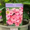 Phlox 'Sweet Summer Dream Orange Rose' 3Ltr Pot -Green Garden Shop 5021768048603