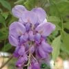 Wisteria Sinensis Climber 1.8m Tall (IT) 1 Wisteria Sinensis Climber 1.8m Tall (IT) -Green Garden Shop 5021768050873