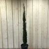 Cupressus Sempervirens 'Totem' Conifer 1.5m Tall (IT) -Green Garden Shop 5021768056844 263a2adb 96d6 417d 9781 9608e7e28eec