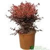 Nandina Domestica 'Obsessed' Heavenly Bamboo 30cm Tall (IT)