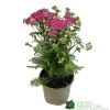 Achillea 'New Vintage Violet' 3Ltr Pot