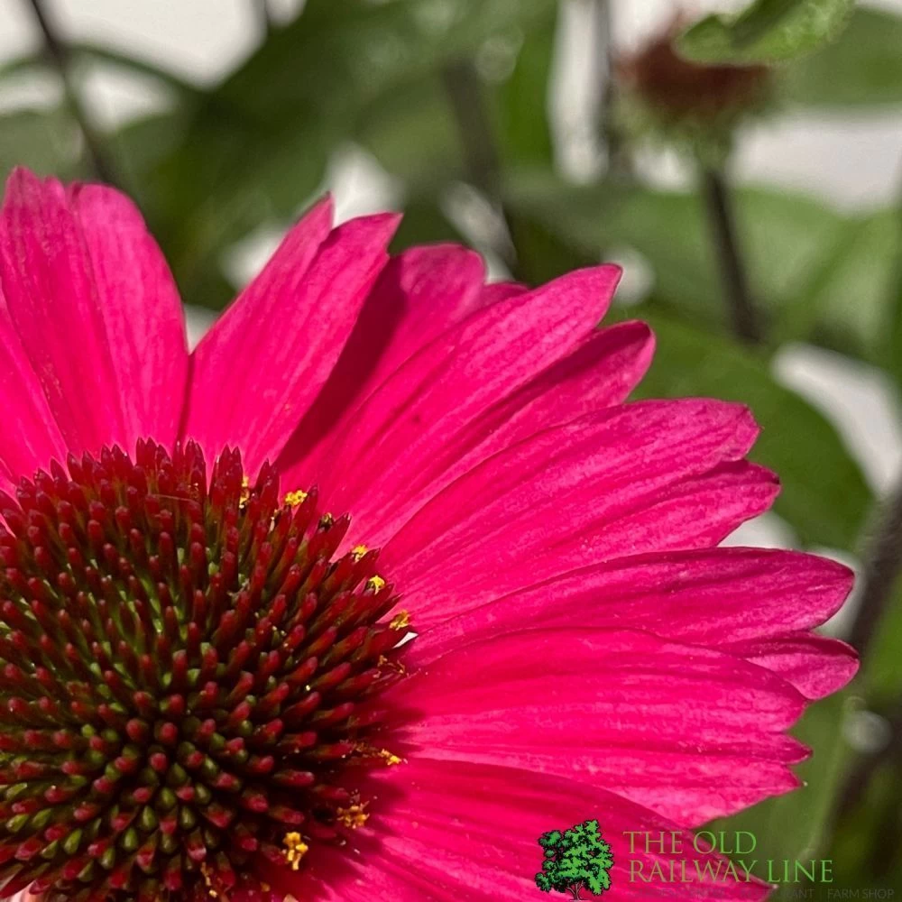Echinacea 'Sensation Pink' Plant 2 Ltr Pot 4 Echinacea 'Sensation Pink' Plant 2 Ltr Pot - Image 2