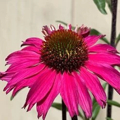 Echinacea 'Sensation Pink' Plant 2 Ltr Pot 7 Echinacea 'Sensation Pink' Plant 2 Ltr Pot -Green Garden Shop 5021768069202 3