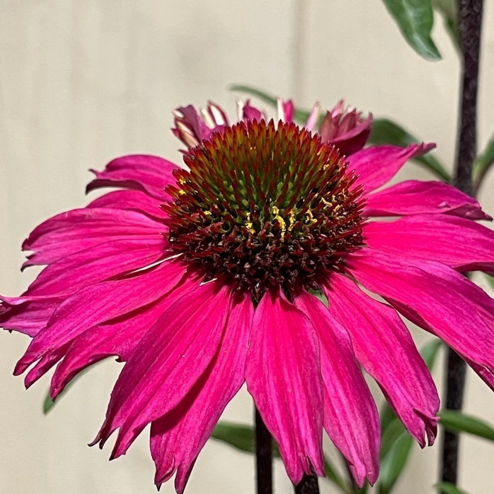 Echinacea 'Sensation Pink' Plant 2 Ltr Pot 5 Echinacea 'Sensation Pink' Plant 2 Ltr Pot - Image 3