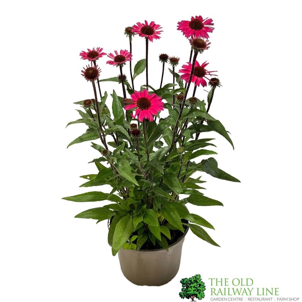 Echinacea 'Sensation Pink' Plant 2 Ltr Pot 3 Echinacea 'Sensation Pink' Plant 2 Ltr Pot