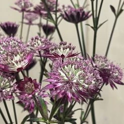 Astrantia 'Star Of Love' Plant 3 Ltr -Green Garden Shop 5021768072080 3