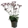 Astrantia 'Star Of Love' Plant 3 Ltr -Green Garden Shop 5021768072080 d7831a1a 7c31 43d0 b3be b6538da1e21b