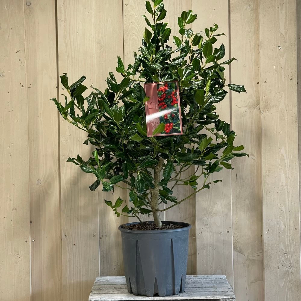 Ilex 'Nellie R.Stevens' Female Holly Bush 10Ltr Pot 4 Ilex 'Nellie R.Stevens' Female Holly Bush 10Ltr Pot - Image 2