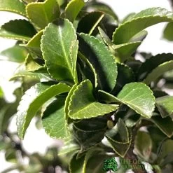 Euonymus Japonicus 'Benkomasaki' 40cm Tall (IT) -Green Garden Shop 5021768087787 3