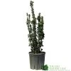 Euonymus Japonicus 'Benkomasaki' 40cm Tall (IT) -Green Garden Shop 5021768087787 6f18793a 5e1c 48d9 9380 1f6614cb3354