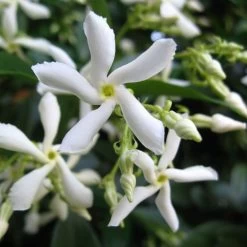 Trachelospermum Jasminoides 'Star Jasmine' Tripod Climber 120cm Tall (IT) 7 Trachelospermum Jasminoides 'Star Jasmine' Tripod Climber 120cm Tall (IT) -Green Garden Shop 5021768087930 2 e192d392 7a65 4b82 b30c 4daa1dd0ffc3