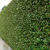 Ligustrum Ovalifolium Privet 80cm Tall (IT) -Green Garden Shop 5021768092262