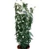 Jasminum Officinale 'Clotted Cream' Jasmine Climber On Trellis 20 Ltr Pot
