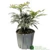 Mahonia 'Narihira' Plant 30cm Tall (IT) -Green Garden Shop 5021768102206 2a35b1b3 029e 4c5f a7a8 5c93775bfc98