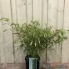 Fargesia Robusta 'Pingwu' Bamboo Plant 9 Ltr