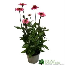 Echinacea 'Delicious Candy' 3Ltr Pot