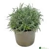 Ficinia 'Ice Crystal' 2Ltr Pot 1 Ficinia 'Ice Crystal' 2Ltr Pot -Green Garden Shop 5021768119242