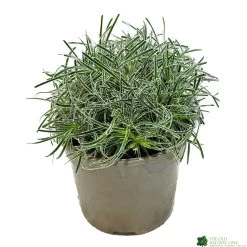 Ficinia 'Ice Crystal' 2Ltr Pot