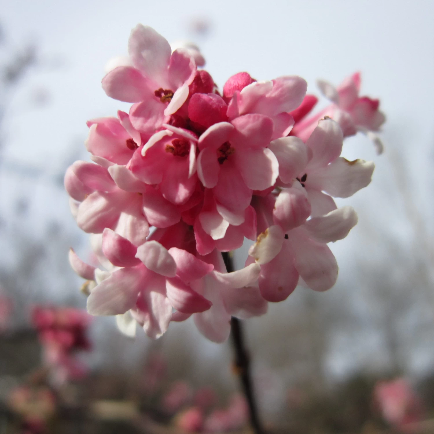 Viburnum Bodnantense 'Dawn' Plant 10Ltr 3 Viburnum Bodnantense 'Dawn' Plant 10Ltr