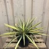 Yucca Filamentosa 'Colour Guard' Plant 3Ltr Pot 2 Yucca Filamentosa 'Colour Guard' Plant 3Ltr Pot -Green Garden Shop 5021768122853 5cec7533 d6ba 4957 8be1 0be63cec591f