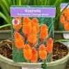 Kniphofia 'Pyromania Orange Blaze' 3Ltr Pot -Green Garden Shop 5021768133330